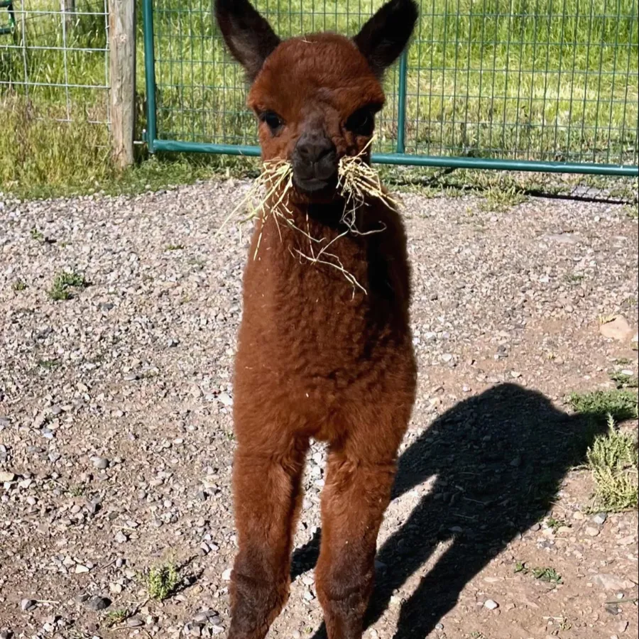 Alpaca & Llama Farm Tour Experience