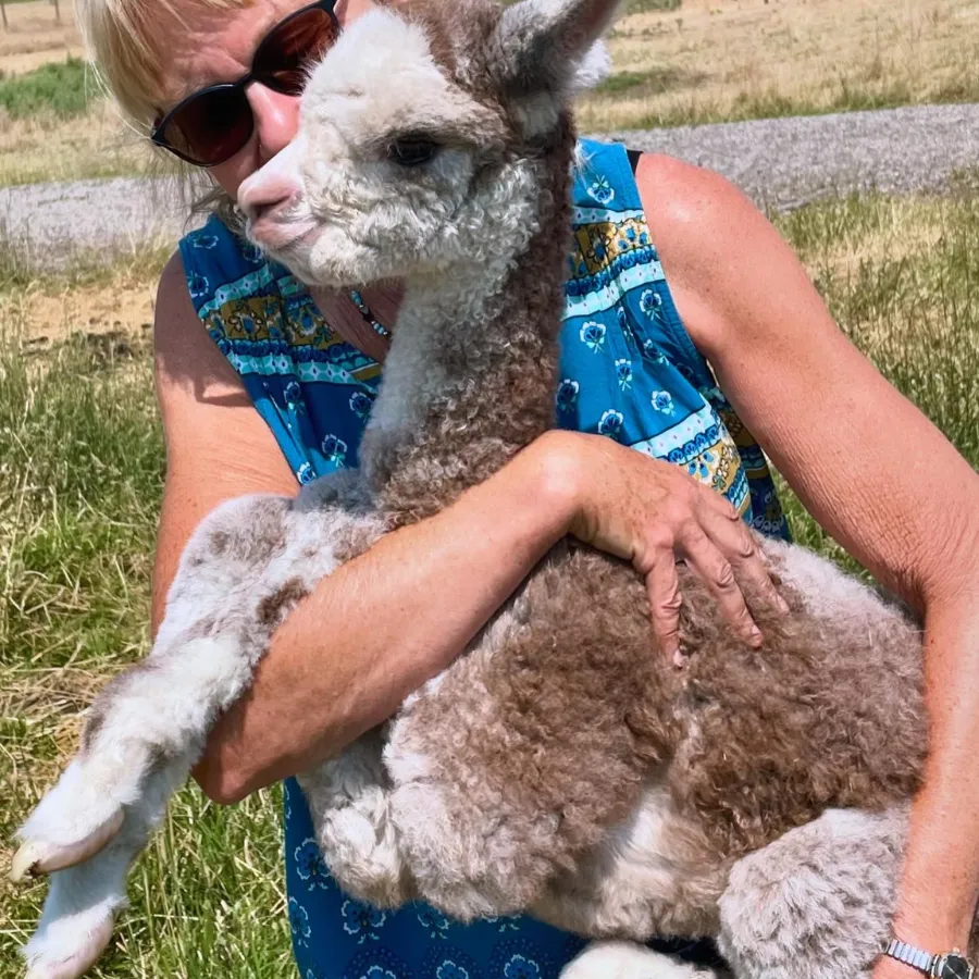 Alpaca & Llama Farm Tour Experience