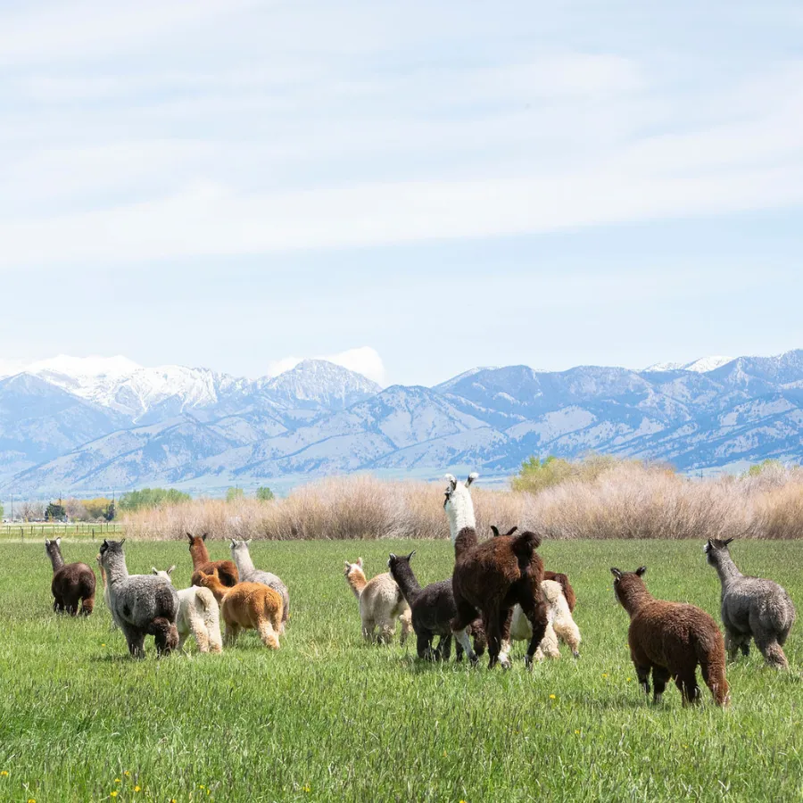 Alpaca & Llama Farm Tour Experience