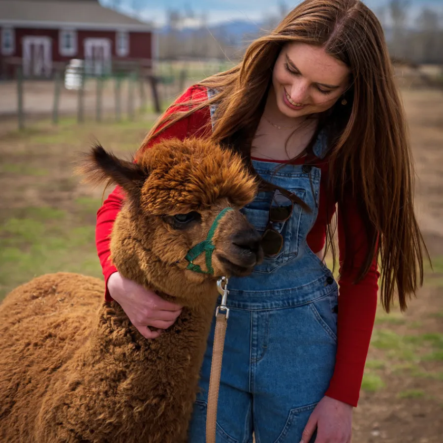 Alpaca & Llama Farm Tour Experience