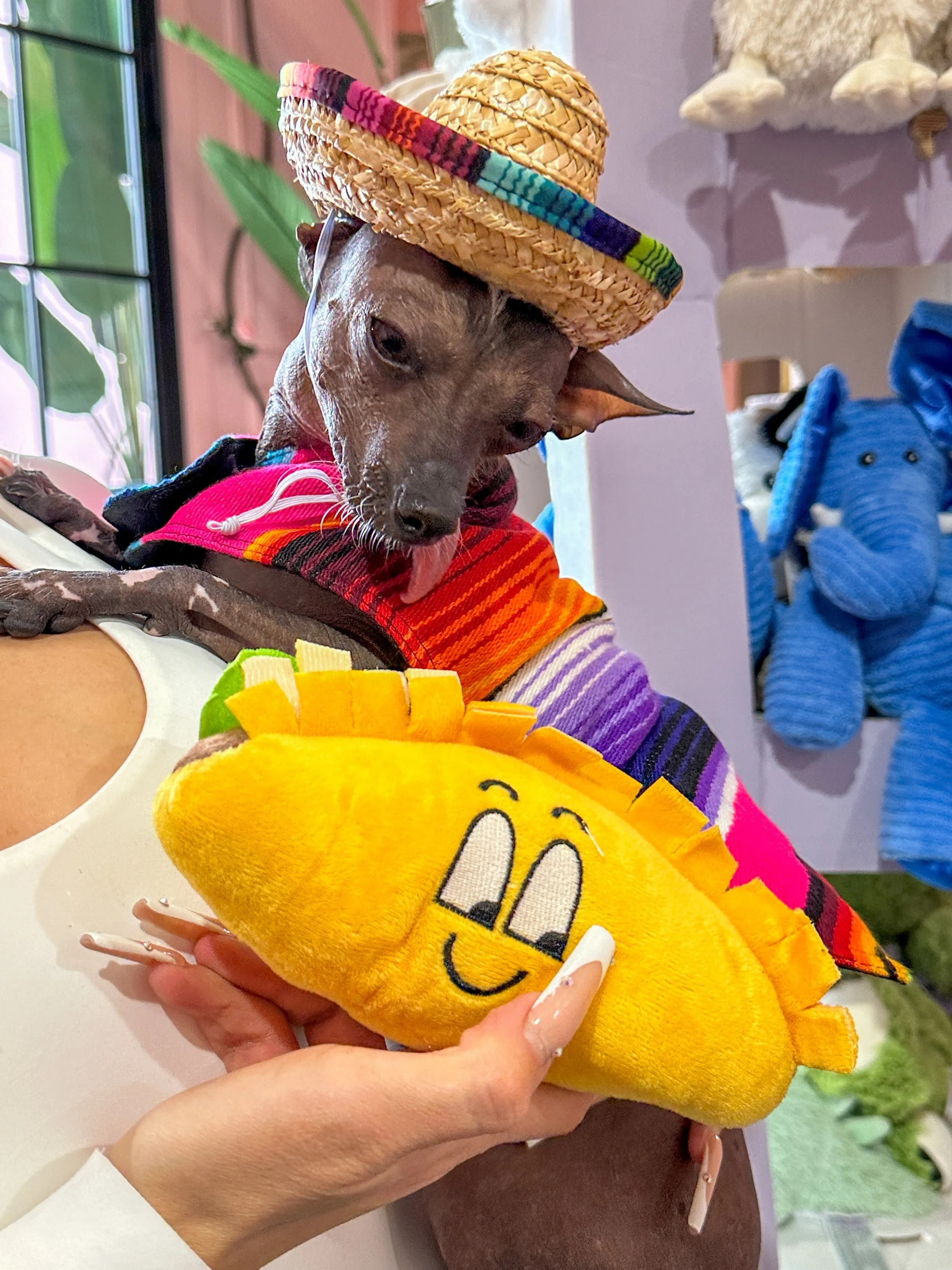 Baja Ponchos - Dog Sombrero and Taco Plush Pack